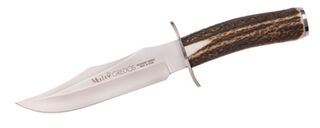 Muela Gredos Stag